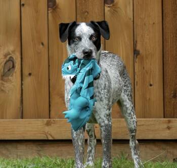German Shorthaired Pointer and Australian Cattle Dog Blue Heeler Dogs Available for Adoption in Houston, Texas - Brax | PetCurious