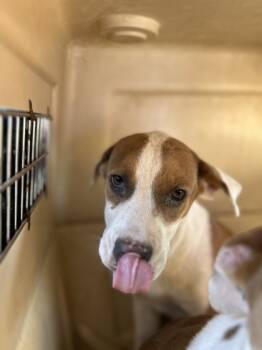 Rescue Pit Bull Terrier and Mixed Breed Dogs for Adoption in Fresno, California - Horchata | PetCurious