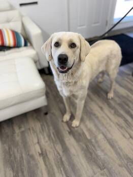 Casper -  Labrador Retriever Dog for Adoption in Sonora, California - Casper | PetCurious