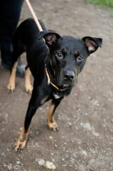 Chester -  Doberman Pinscher and German Wirehaired Pointer Dog for Adoption in Frankfort, New York - Chester | PetCurious