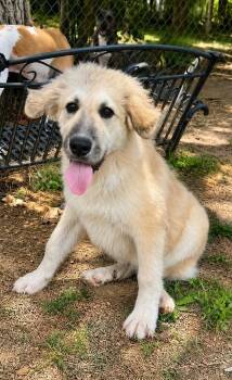 Pancake -  Great Pyrenees Dog for Adoption in Princeton, Massachusetts - Pancake | PetCurious
