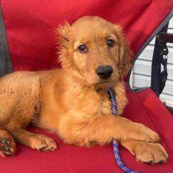 Golden Retriever Dogs Available for Adoption in Cincinnati, Ohio - Vincent Van Ruffington | PetCurious