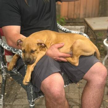 Boo -  Pit Bull Terrier and Mixed Breed Dog for Adoption in Chicago, Illinois - Boo | PetCurious