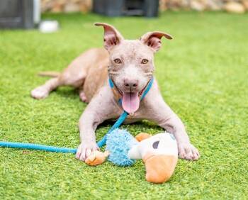 Rescue Pit Bull Terrier Dogs for Adoption in San Jose, California - TOMATO | PetCurious