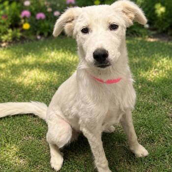Princess Passenger -  Great Pyrenees and Labrador Retriever Dog for Adoption in Fresno, California - Princess Passenger | PetCurious
