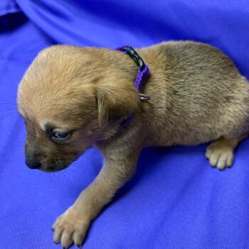 Mixed Breed Dogs Available for Adoption - Tucci | PetCurious