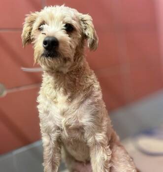 MAX -  Poodle and Australian Cattle Dog Blue Heeler Dog for Adoption in Houston, Texas - MAX | PetCurious