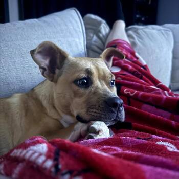 Pit Bull Terrier and Beagle Dogs Available for Adoption in Fayetteville, Arkansas - Cher | PetCurious