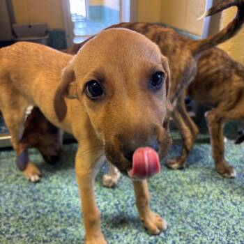 Kira -  Mixed Breed Dog for Adoption - Kira | PetCurious