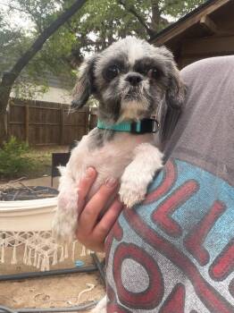 Tootie -  Shih Tzu Dog for Adoption in Grafton, Wisconsin - Tootie | PetCurious