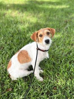 Cheez- it -  Jack Russell Terrier and Mixed Breed Dog for Adoption in Aiken, South Carolina - Cheez- It | PetCurious