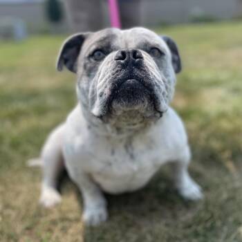 Ice -  Pit Bull Terrier and English Bulldog Dog for Adoption in Champaign, Illinois - Ice | PetCurious