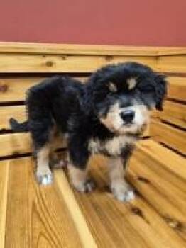 Retriever Dogs Available for Adoption in Woodstock, Illinois - Teddy | PetCurious