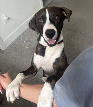 Barry -  Pit Bull Terrier Dog for Adoption in Wantagh, New York - Barry | PetCurious