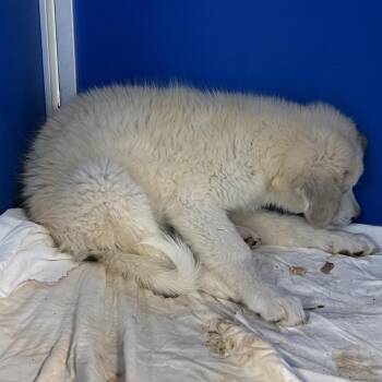112133 -  Mixed Breed Dog for Adoption in Las Cruces, New Mexico - 112133 | PetCurious