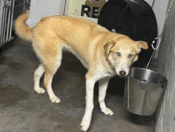 Husky and Australian Shepherd Dogs Available for Adoption in Locust Grove, Georgia - Pure CCHS | PetCurious