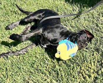 Mixed Breed Dogs Available for Adoption in Fairfax, Virginia - Paco | PetCurious