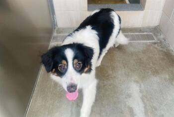 VESPA -  Australian Shepherd and Mixed Breed Dog for Adoption in Tustin, California - VESPA | PetCurious