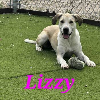 Rescue Great Dane Dogs for Adoption in Truth Or Consequences, New Mexico - Lizzy | PetCurious