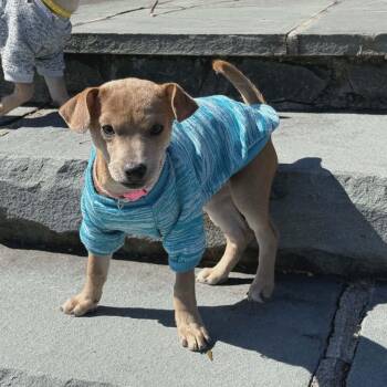 Chihuahua Dogs Available for Adoption - Queso | PetCurious