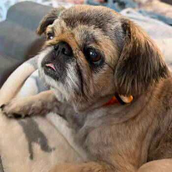 Pekingese Dogs Available for Adoption - Princess Bella | PetCurious