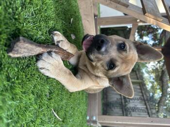 Glitch -  German Shepherd Dog and Chow Chow Dog for Adoption in Parrish, Florida - Glitch | PetCurious