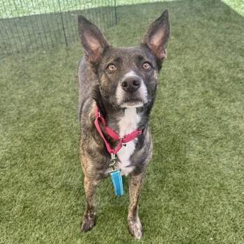 Daisy -  Dutch Shepherd Dog for Adoption in Walnut Creek, California - Daisy | PetCurious