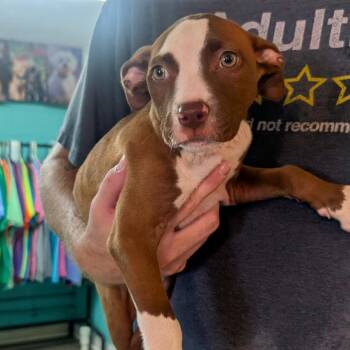 Pit Bull Terrier Dogs Available for Adoption in Jefferson City, Tennessee - Sugar | PetCurious