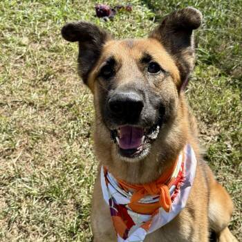 Rescue German Shepherd Dog Dogs for Adoption in Angleton, Texas - Puka | PetCurious