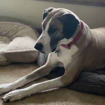 Pandora - Home to Home -  Great Dane Dog for Adoption in South Elgin, Illinois - Pandora - Home To Home | PetCurious