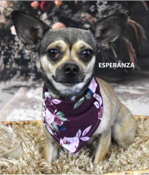Esperanza -  Chihuahua and Shepherd Dog for Adoption in Gilbert, Arizona - Esperanza | PetCurious