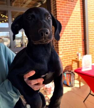 Vera -  Mixed Breed Dog for Adoption in Sharpsburg, Georgia - Vera | PetCurious