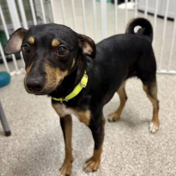 Miniature Pinscher and Terrier Dogs Available for Adoption in Fullerton, Pennsylvania - Quill | PetCurious