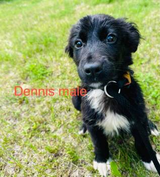 Dennis -  Labrador Retriever Dog for Adoption in Cloquet, Minnesota - Dennis | PetCurious