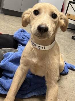 26-509 -  Labrador Retriever and Mixed Breed Dog for Adoption in Barnesville, Georgia - 26-509 | PetCurious