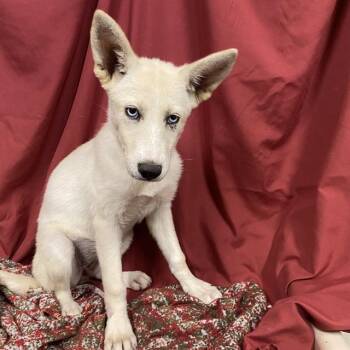 A611460 -  Siberian Husky and Mixed Breed Dog for Adoption in Modesto, California - A611460 | PetCurious