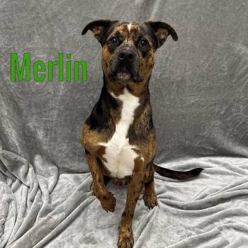 King -  Catahoula Leopard Dog Dog for Adoption in Pleasantville, New Jersey - King | PetCurious