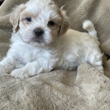 Dash Pudding -  Shih Tzu Dog for Adoption in Andover, Massachusetts - Dash Pudding | PetCurious