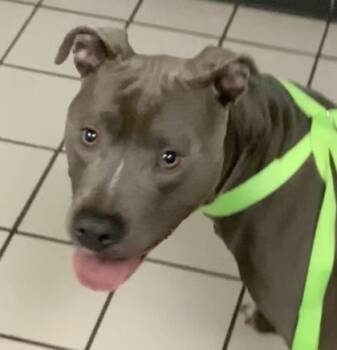 Rescue Pit Bull Terrier and Mixed Breed Dogs for Adoption in Largo, Florida - McGee | PetCurious
