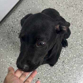Chandler -  Beagle and Labrador Retriever Dog for Adoption in La Grange, Kentucky - Chandler | PetCurious