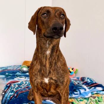 Tolly -  Labrador Retriever and Doberman Pinscher Dog for Adoption in Green Bay, Wisconsin - Tolly | PetCurious