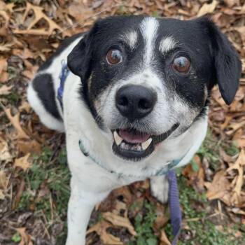 Beagle and Cattle Dog Dogs Available for Adoption - George Bailey  | PetCurious