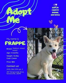 FRAPPE -  Siberian Husky and Mixed Breed Dog for Adoption in Kenansville, North Carolina - FRAPPE | PetCurious