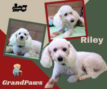 Riley (GrandPaws) -  Poodle Dog for Adoption in Lindsay, California - Riley (GrandPaws) | PetCurious