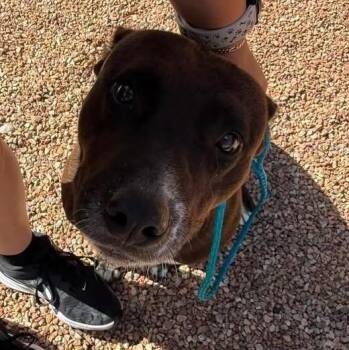 Jazz -  Border Collie Dog for Adoption in Sierra Vista, Arizona - Jazz | PetCurious