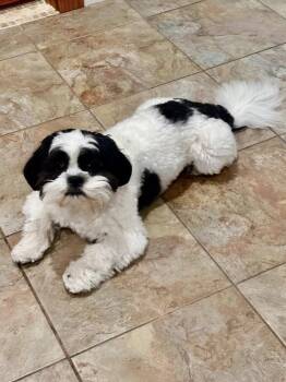 HULK -  Shih Tzu Dog for Adoption in Margate, Florida - HULK | PetCurious