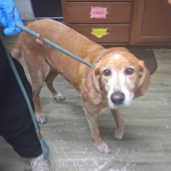 Sadie -  Hound Dog for Adoption in Summerville, South Carolina - Sadie | PetCurious