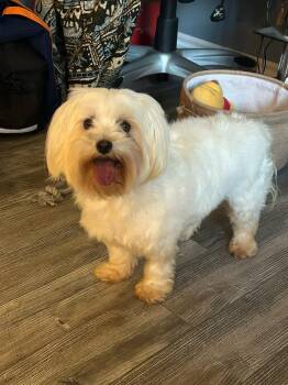 Mindy -  Maltese Dog for Adoption in Vienna, Ontario - Mindy | PetCurious