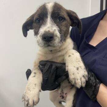 Terrier Dogs Available for Adoption - Twister | PetCurious