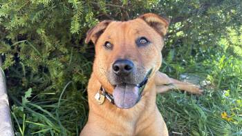 Russell -  Chow Chow and Shepherd Dog for Adoption in Aurora, Illinois - Russell | PetCurious